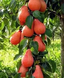 Саджанець Agro-Market Груша колоновидна Кармен (осінній сорт, середній термін дозрівання) 1 шт. в упаковці (52988)