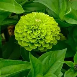 Циния "Зависть" Весна 0.4г (15883)