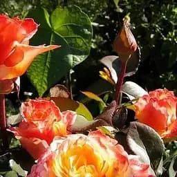 Роза чайно-гибридная Agro-Market Солей д'ор саженец класса АА+ высший сорт 1 шт. в упаковке (36014)