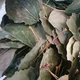 100 г осина обыкновенная лист сушеный - свежий урожай