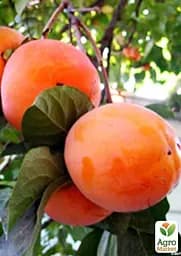 Саджанець Agro-Market Хурма помаранчева Солодкість (Sweetness) 1 шт. в упаковці (44809) - мініатюра 5