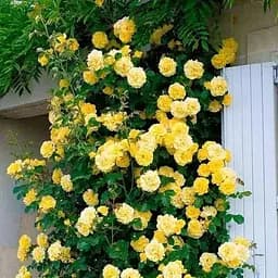 Роза плетистая Agro-Market Римоза саженец класса АА+ высший сорт 1 шт. в упаковке (52745)