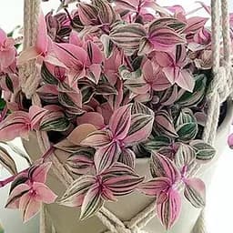 Саженец Agro-Market Традесканция ампельная Quadricolor (96968) 1 шт. в упаковке (комнатный)