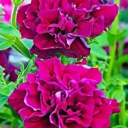 Петуния "Дабл Каскад Бургунди" (контейнер №10 высота 10-15см) (48340) 1 саженец