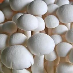 Міцелій на дубових брусочках "Опеньок мармуровий" 10шт (45262)