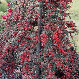 Кизильник гибридный "Coral Beauty", С2 (187639) 1 саженец в упаковке