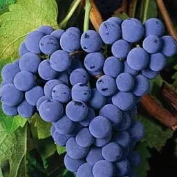 Саджанець Agro-Market Виноград Каберне Фран (винний сорт) 1 шт. в пакуванні (80248)