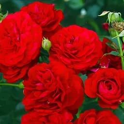 Роза флорибунда Agro-Market Bordeaux саженец класса АА+ в контейнере (180853)