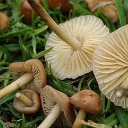 Сухий зерновий міцелій "Опеньок луговий" 10г (45500)