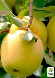 Саджанець Agro-Market Яблуня Голдстар (зимовий сорт, пізній термін дозрівання) 1 шт. в упаковці (46267) - мініатюра 2