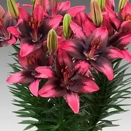 Лілія Горщикова "Trendy Santo Domingo" (176163) 1 шт