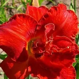 Саженец Agro-Market Лилейник Moses Fire 1 шт.