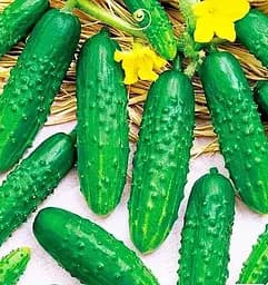 Семена Весна на развес Огурец Заначка цена за 2 г (178511)