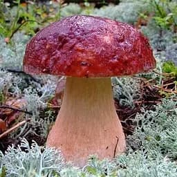 Сухий зерновий міцелій "Білий гриб сосновий" 100г (45184)