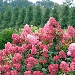 Саджанець Agro-Market Гортензія волотиста 2-х річна Magical Fire висота саджанця 20-30см (176628)