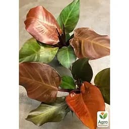 LMTD Филодендрон Agro-Market Sunlight 30-40 см (182693) 1 саженец в упаковке комнатный