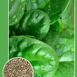 Насіння Весна Шпинат Матадор 2 г (19668)