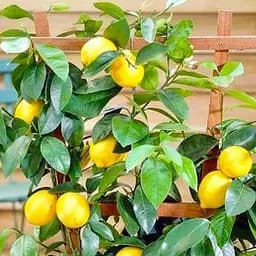 Саджанець Agro-Market Лимон на штамбі з плодом 3-х річний Мейєра (35-50 см) (62416) 1 шт. в упаковці