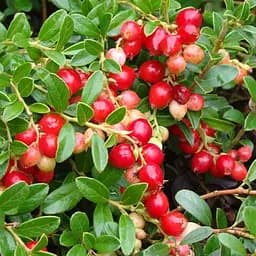 Брусника 2-х летняя "Санна" (высокоурожайный шведский сорт) вазон С2, высота 20-25см (188934) 1 саженец в упаковке