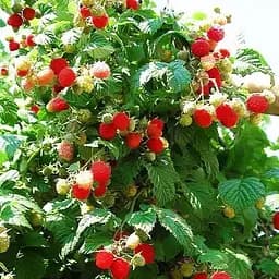 Саджанець Agro-Market Малинове дерево Галактика 1 шт. в пакуванні (35348)