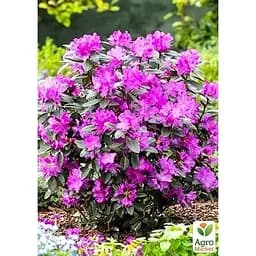 Саджанець Agro-Market Рододендрон каролінський 2-х річний P.J.M. Elite С2 висота 25-40 см (152183) 1 шт. в упаковці - мініатюра 2