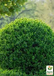 Бирючина звичайна (Ligustrum vulgare) С2 висота 25-35см (185305) 1 саджанець - мініатюра 4