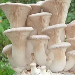 Сухий зерновий міцелій "Глива королівська" 100г (45187)