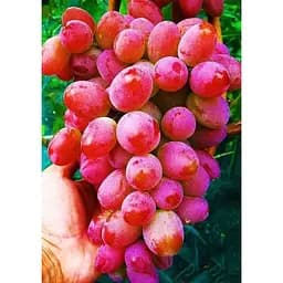 Саджанець Agro-Market Виноград Арочний (ранній термін дозрівання, відмінна стійкість до захворювань) 1 шт. в упаковці (36268)