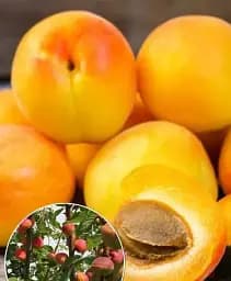 Саджанець Agro-Market Гібрид персик-абрикос помаранчевий з рожево-червоним рум'янцем Королівський десерт (Royal dessert) (преміальний соковитий сорт) 1 шт. в упаковці (49937)