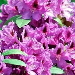 Рододендрон Agro-Market Libretto темно-фиолетовый 1 саженец в упаковке (45484)