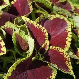 Колеус King Kong 1 саженец (153054)