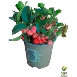 LMTD Гаультерія Agro-Market Big Berry із плодами (висота 15-25см) (182536) 1 саджанець в упаковці кімнатний  - мініатюра 3