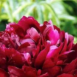 Саджанець Agro-Market Півонія трав'яниста Armani NEW (45625)