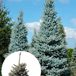 Ель голубая Agro-Market колючая Edith ком/сетка высота 120-140 см 185141 1 саженец в упаковке