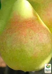 Саджанець Agro-Market Груша Говерла (осінні сорти, середній термін дозрівання) 1 шт. в упаковці (39855) - мініатюра 2