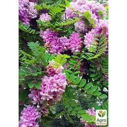Саджанець Agro-Market Акація Робінія рожева (48852) - мініатюра 4