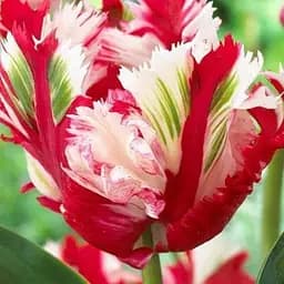 Тюльпан "Estella Rijnveld" (186267) 2 шт