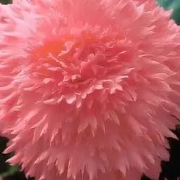 Бегония "Фимбриата лососевая" 1 шт (36773)