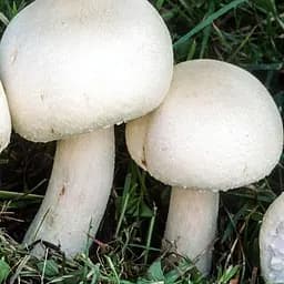 Сухий зерновий міцелій «Печериця двоспорова звичайна» 100г (45198)