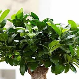 Саджанець Agro-Market Фікус Ginseng Retusa (Бонсай) (51452)