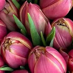 Тюльпан "Columbus" (186233) 2 шт