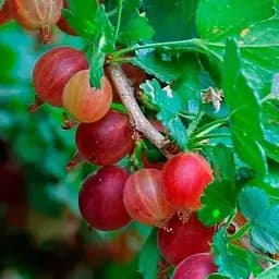 Агрус на штамбі Agro-Market "Хінномакі Рот" (Hinnonmaki Rot) (середній термін дозрівання) (43073) 1 саджанець в упаковці