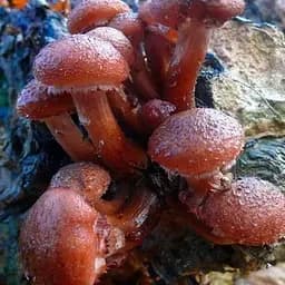 Міцелій на дубових брусочках "Опеньок темний" 10шт (45266)