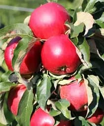 Саджанець Agro-Market Яблуня колоновидна Вікторія (осінній сорт, пізній термін дозрівання) 1 шт. в упаковці (85983)