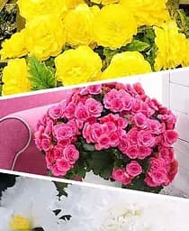 Клубень Agro-Market Бегония микс из 3-х сортов Легендарный Fabulous 3 шт. в комплекте (45726)