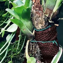 Тропічна бавовна Repti-Zoo Plant Cotton L 44х44см (YZM002) для моху і рослин у тераріум - мініатюра 13