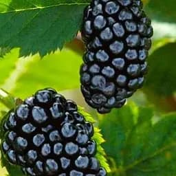 Саджанець Agro-Market Ожина Честер 2-річна укорінена в контейнері 1 саджанець (180974)