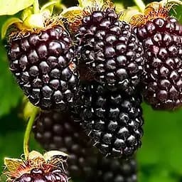 Саджанець Agro-Market Малиново-ожиновий гібрид Техас (ранні терміни дозрівання) 1 шт. в пакуванні (181023)