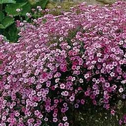 Гіпсофіла повзуча "Filou Rose" (квітучий ґрунтопокровник) (183665) 1 саженец