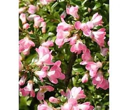 Саджанець Agro-Market Ескалонія Apple Blossom (177268) 1 шт. в упаковці